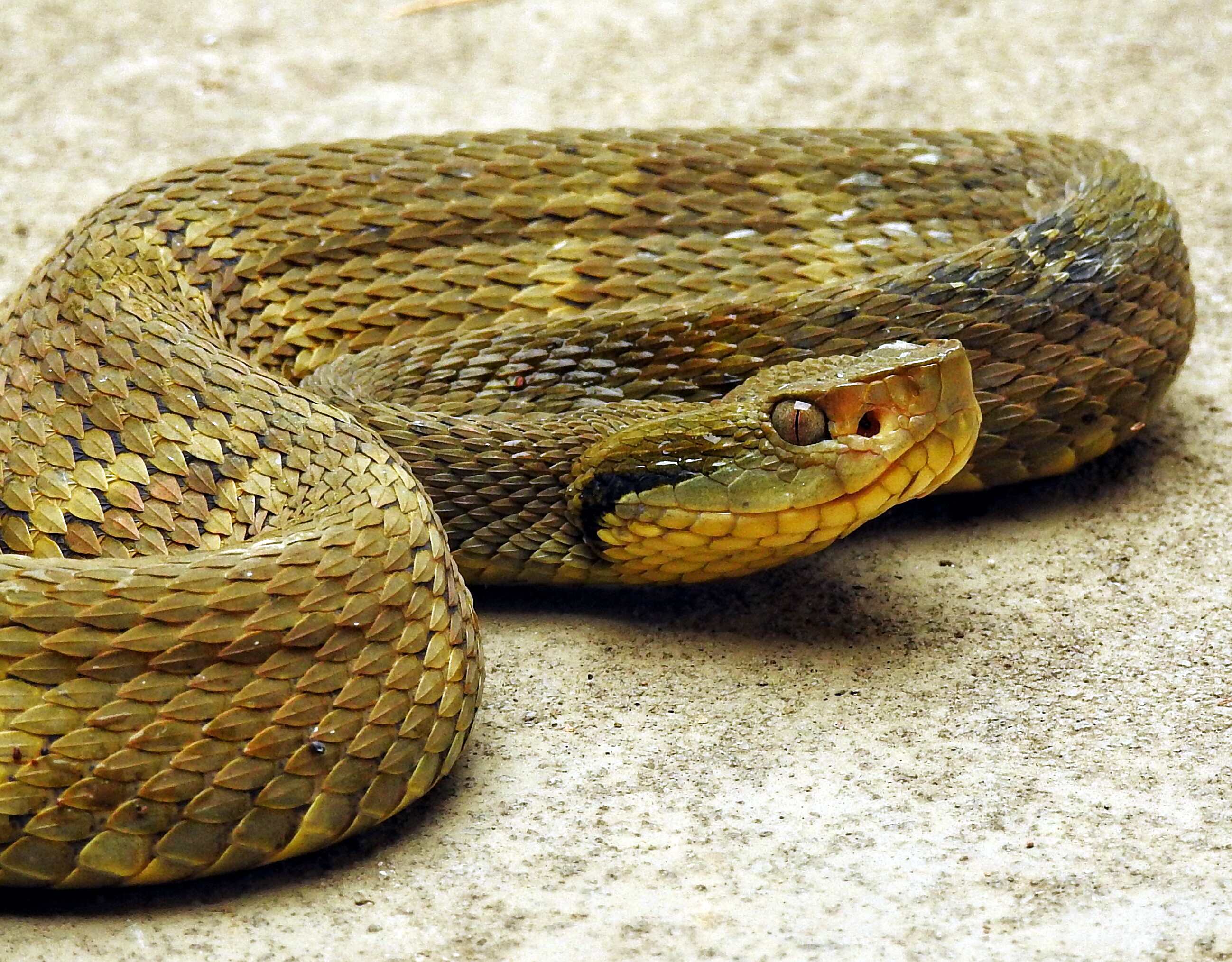 https://salarnews.in/public/uploads/images/newsimages/maannewsimage27012025_152818_Bothrops_jararaca snake.jpg